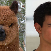 Jacob Black = Alpaca