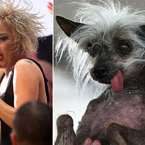 Lady Gaga & Chinese Crested Dog