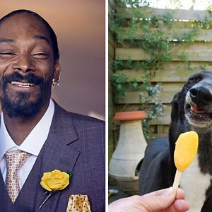 Snoop Dog Looks Like This Dog