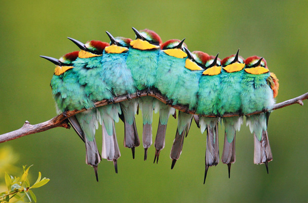 http://www.boredpanda.com/blog/wp-content/uploads/2012/03/bird-caterpillar-jose-luis-rodriguez.jpg