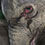 baby-elephant-crying-zhuangzhuang-thumb45