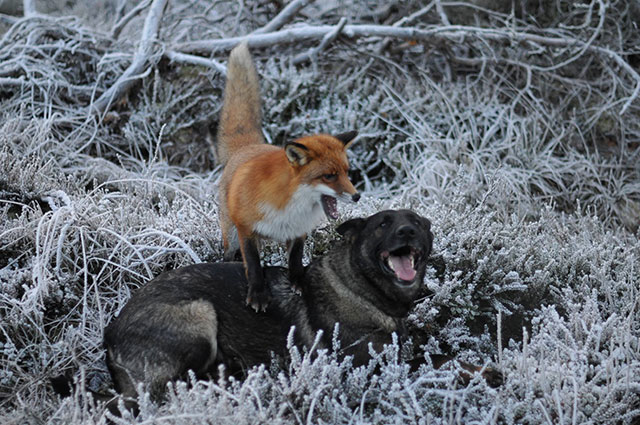  - dog-fox-friendship-tinni-sniffer-torgeir-berge-berit-helberg-coverimage