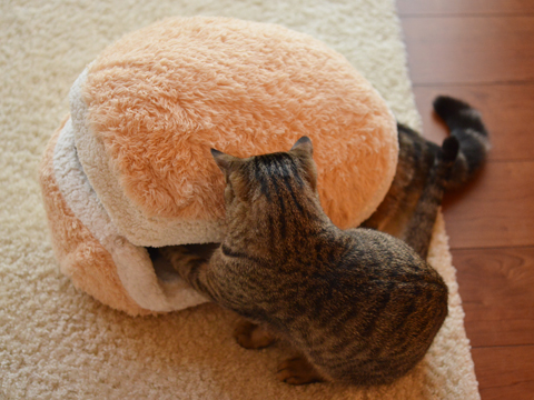 This Cat Burger Bed Will Turn Your Cat Into An Adorable Burger Patty