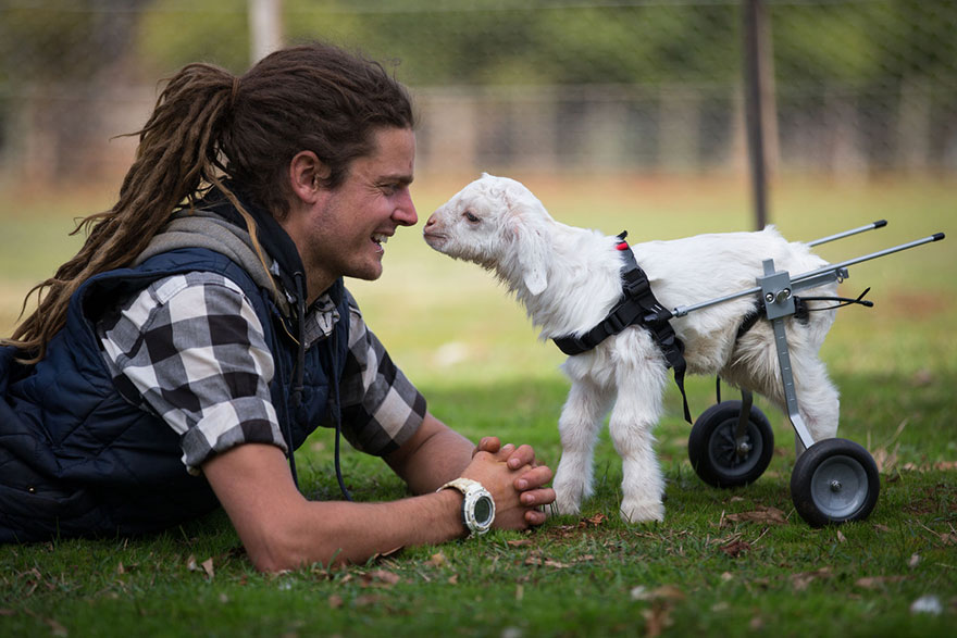 frostie-snow-goat-wheelchair-edgars-mission-1