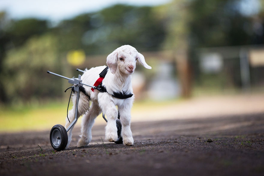 frostie-snow-goat-wheelchair-edgars-mission-10