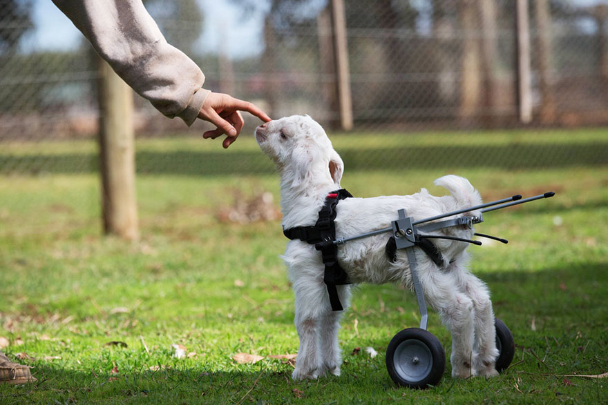 frostie-snow-goat-wheelchair-edgars-mission-3