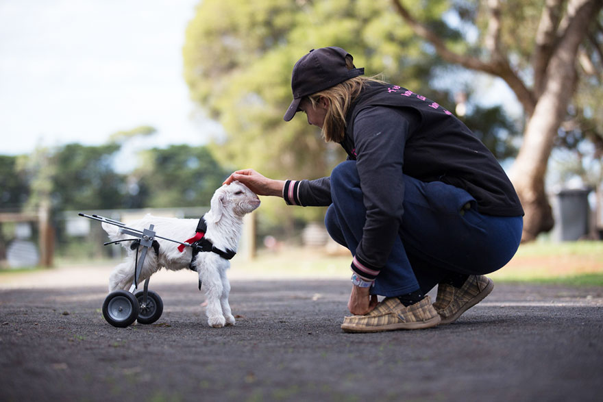 frostie-snow-goat-wheelchair-edgars-mission-4