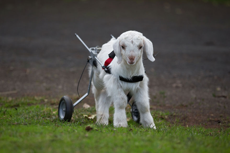 frostie-snow-goat-wheelchair-edgars-mission-5