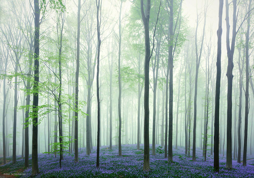 http://www.boredpanda.com/blog/wp-content/uploads/2014/06/bluebells-blooming-hallerbos-forest-belgium-2.jpg