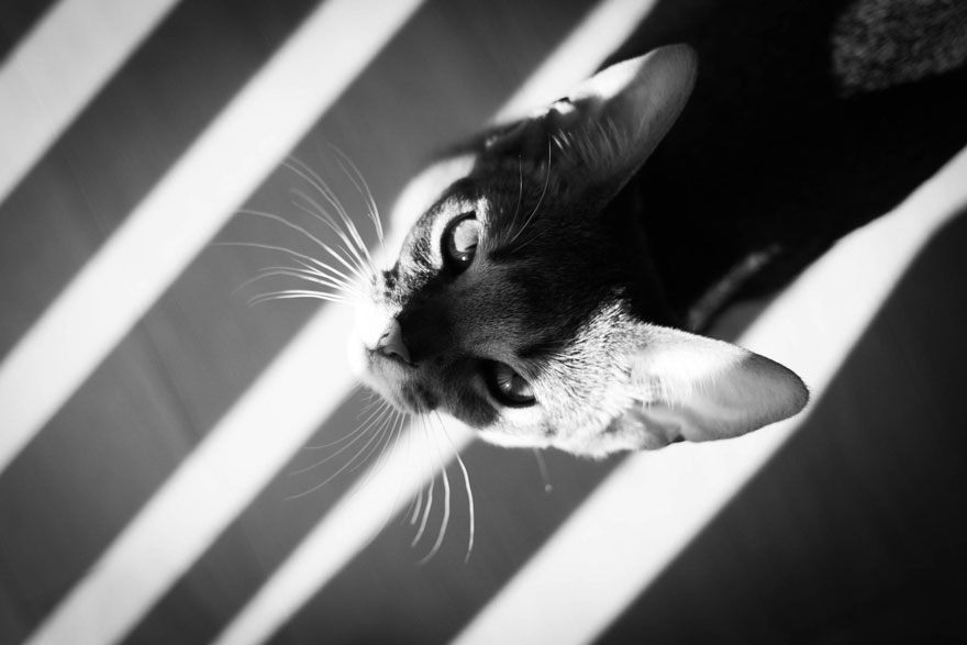 cat-looking-at-you-black-and-white-photography-3