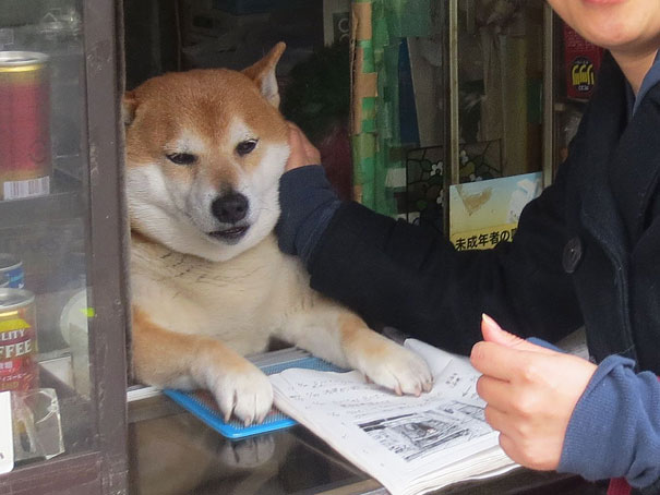 dog-opens-counter-window-shiba-inu-doge-2