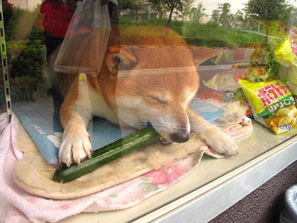 dog-opens-counter-window-shiba-inu-doge-4