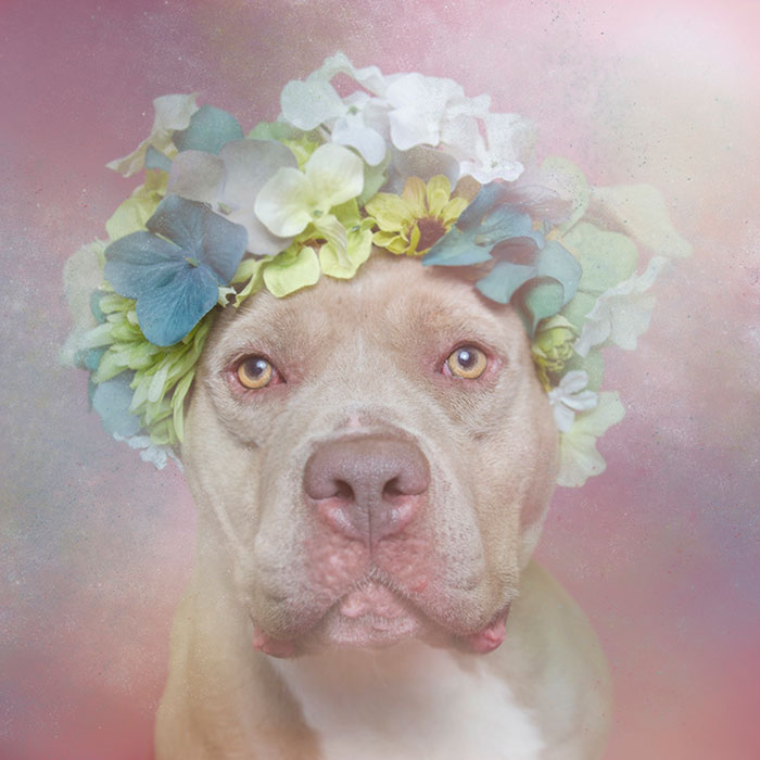 flower-power-pit-bulls-dog-adoption-photography-sophie-gamand-2