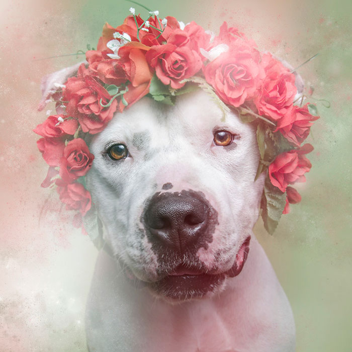 flower-power-pit-bulls-dog-adoption-photography-sophie-gamand-3