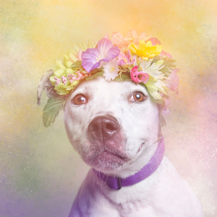 flower-power-pit-bulls-dog-adoption-photography-sophie-gamand-9