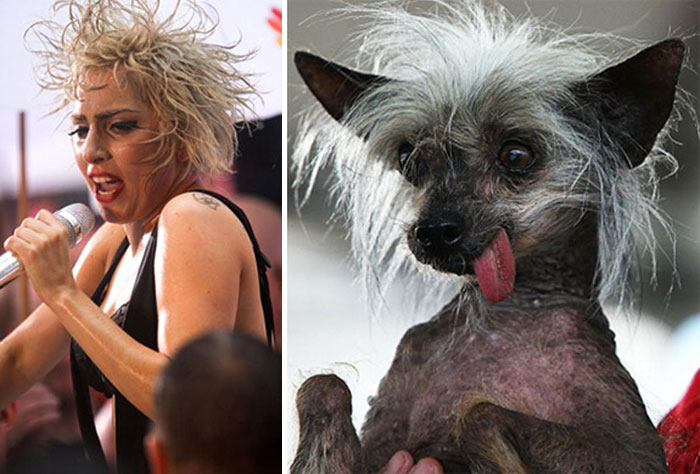 Lady Gaga & Chinese Crested Dog