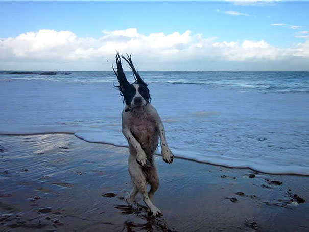 pefectly-timed-dog-photos-23