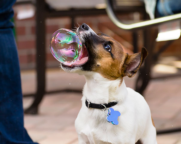 pefectly-timed-dog-photos-27