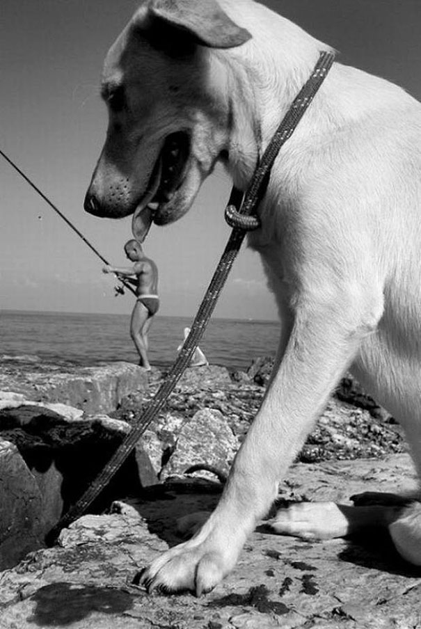 pefectly-timed-dog-photos-61