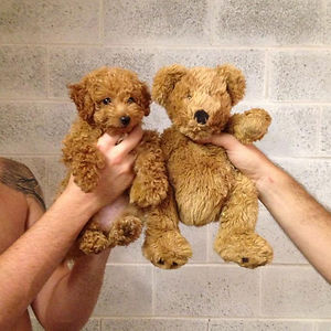 Puppy And Teddy Twins