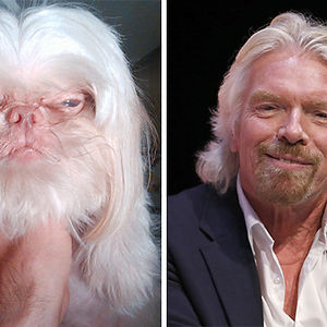 Dog Looks Like Richard Branson