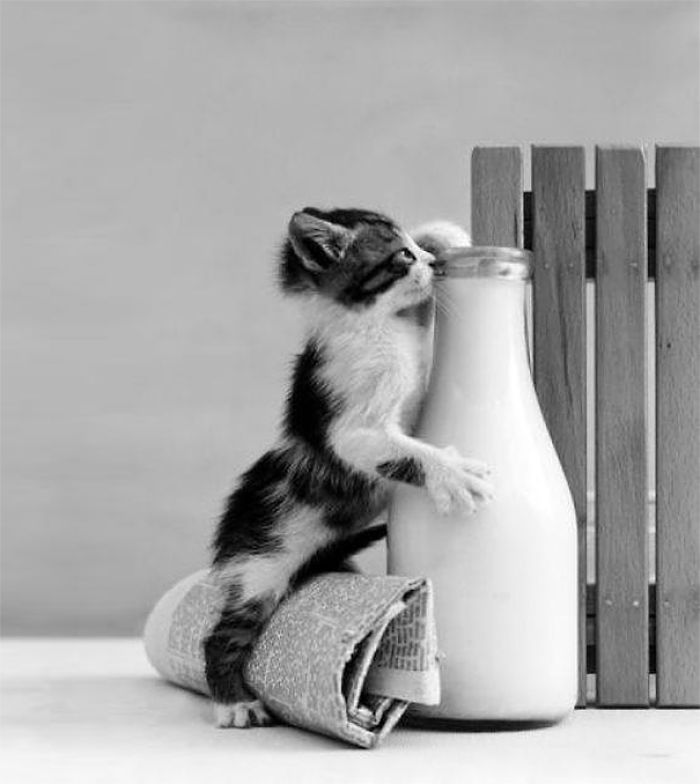 Sweet kitten takes deepthroat daddys milk