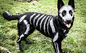 Pet Owners Use Non-Toxic Face Paint To Turn Their Animals Into Creepy Skeletons For Halloween