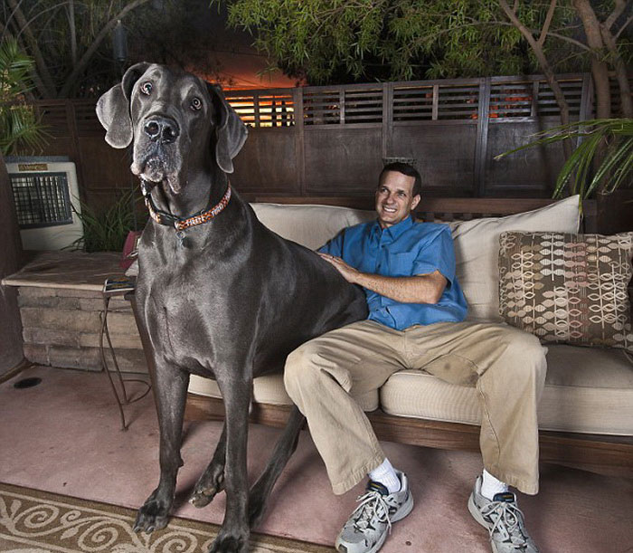 Women great dane