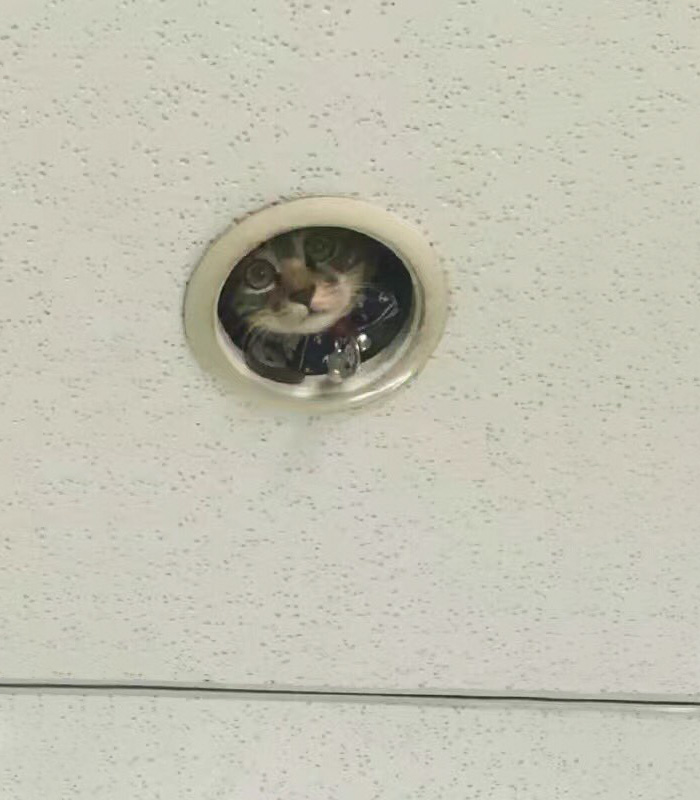 Cat ceiling masturbate