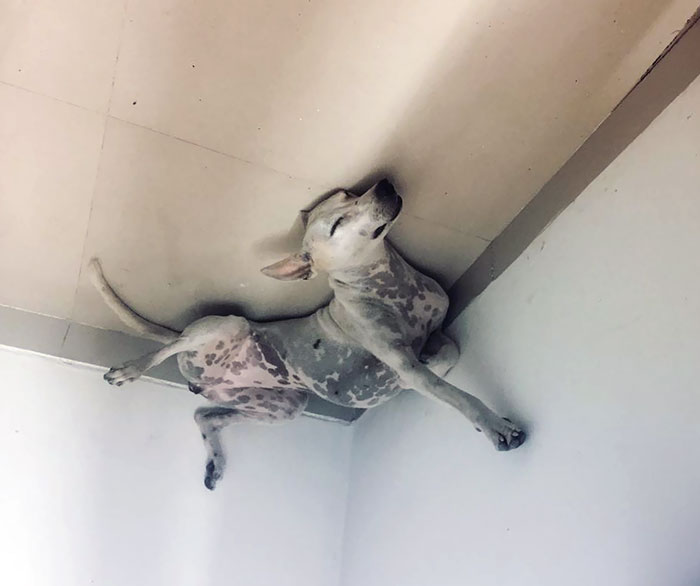 Cat ceiling masturbate