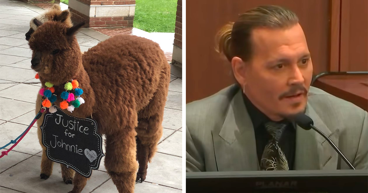 Alpacas At Johnny Depp Trial