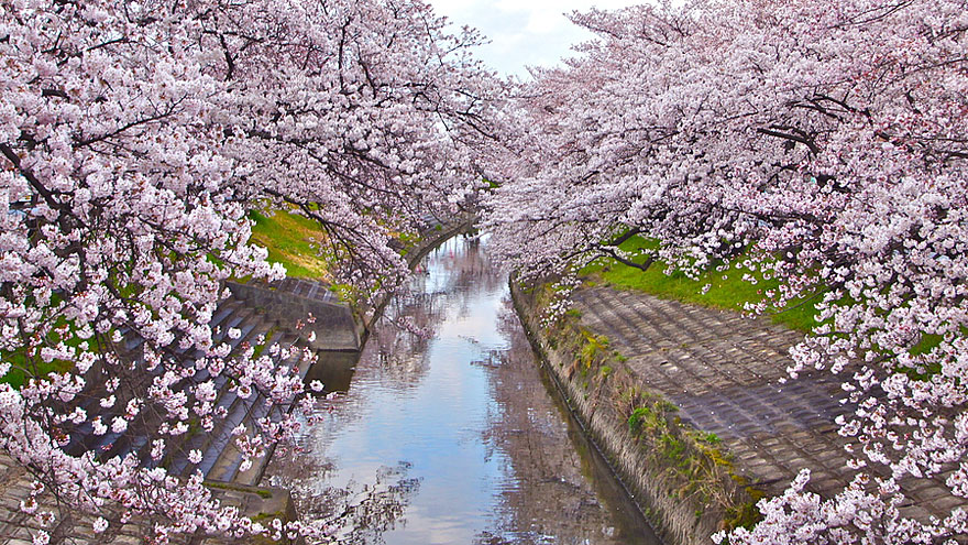 Cherry Blossoms Big Black Ass Pics Best Pics