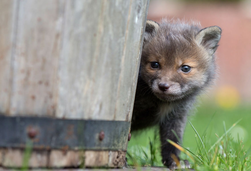 Baby fox фото