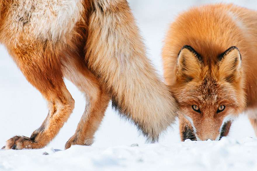 Rus foxes