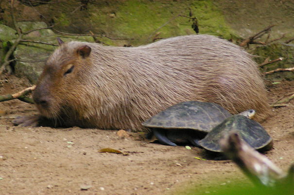 Капибара ул гагарина 18. Капибара. Капибара и крокодил. Capybara Chill. Capybara on Crocodile.