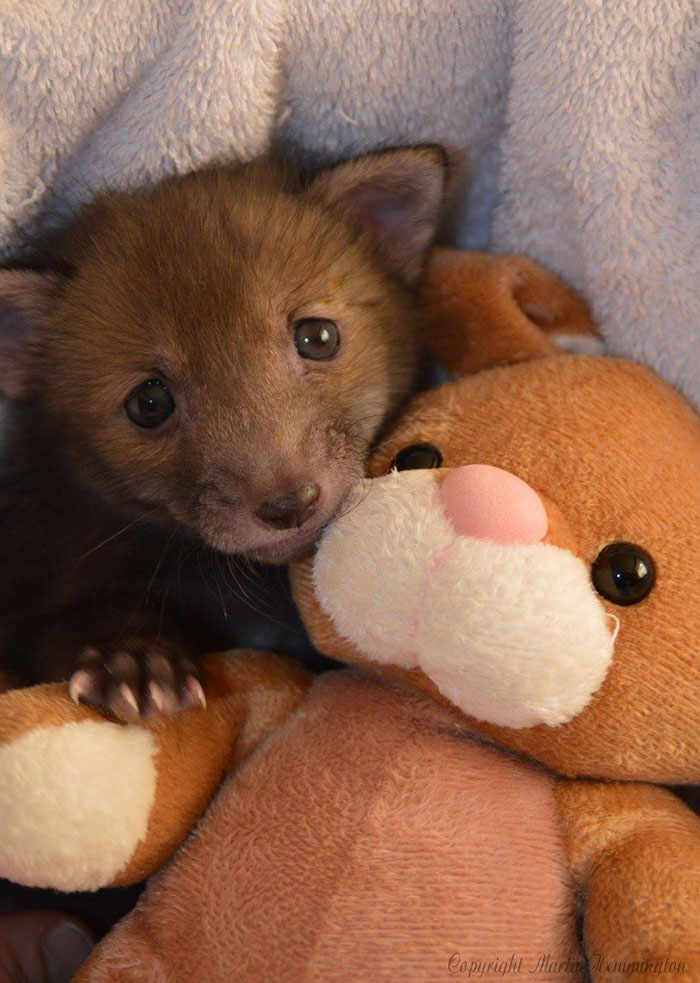 Baby fox фото