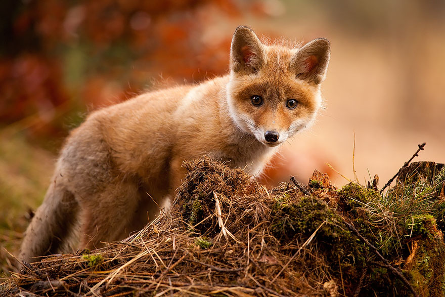 Baby fox фото