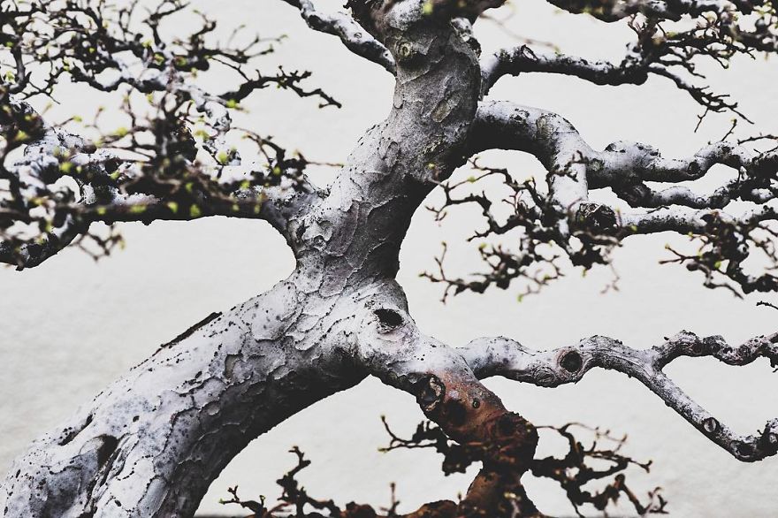 Скучала дерево. Необычные стволы деревьев. Дерево ствол креатив. Around the Tree. Бонсай в стиле упавшее дерево картинки.