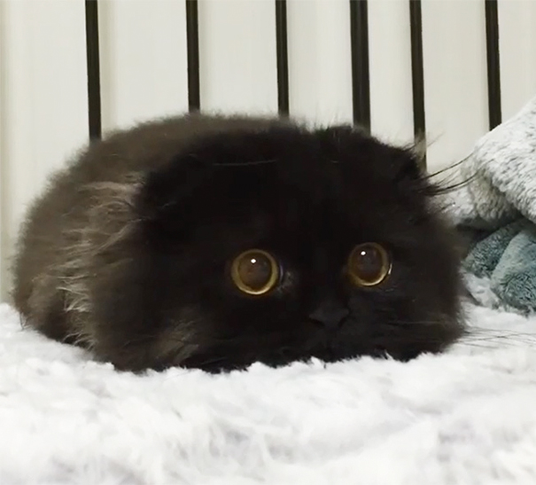 Big eyed black cat