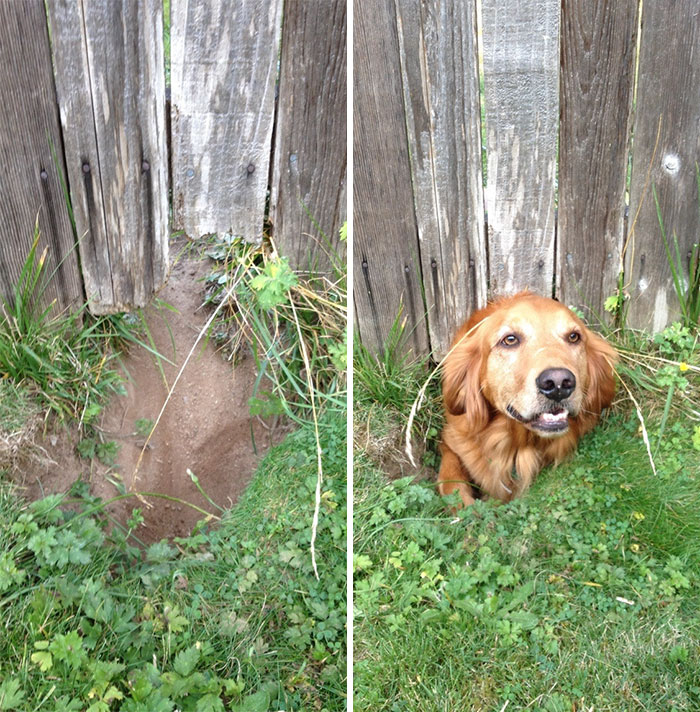 Dog say. Простые собаки. Просто собаки. Собака копалу. Собака просто сфоткана.