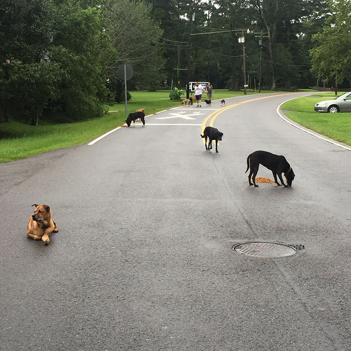 https://www.boredpanda.com/blog/wp-content/uploads/2016/08/rescue-animals-drowning-louisiana-floods-1.jpg