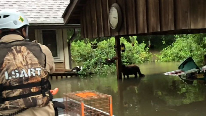 https://www.boredpanda.com/blog/wp-content/uploads/2016/08/rescue-animals-drowning-louisiana-floods-2.jpg