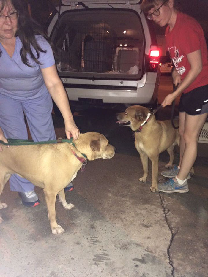 https://www.boredpanda.com/blog/wp-content/uploads/2016/08/rescue-animals-drowning-louisiana-floods-4.jpg