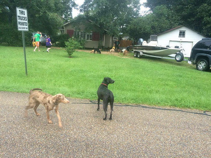 https://www.boredpanda.com/blog/wp-content/uploads/2016/08/rescue-animals-drowning-louisiana-floods-7.jpg