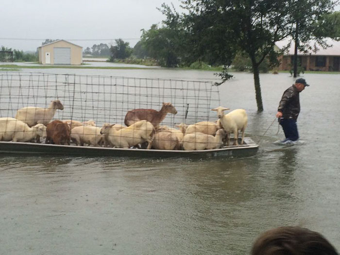 https://www.boredpanda.com/blog/wp-content/uploads/2016/08/rescue-animals-drowning-louisiana-floods-9.jpg