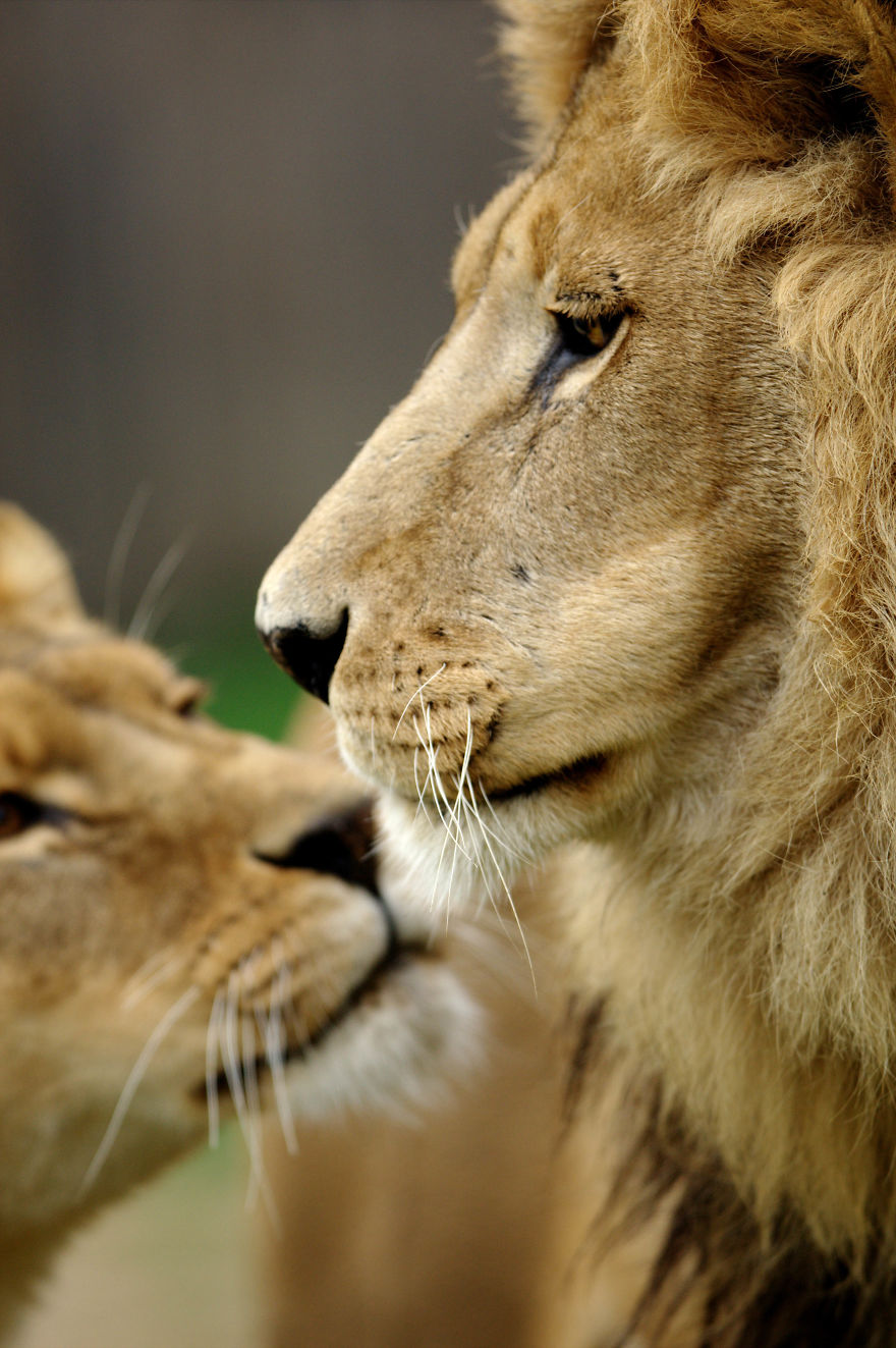 Loving animals. Любовь животных. Влюбленные животные фото. Любовь между животными. Нежная любовь животных.