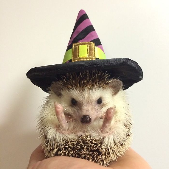 Cute-hedgehogs-in-hats.