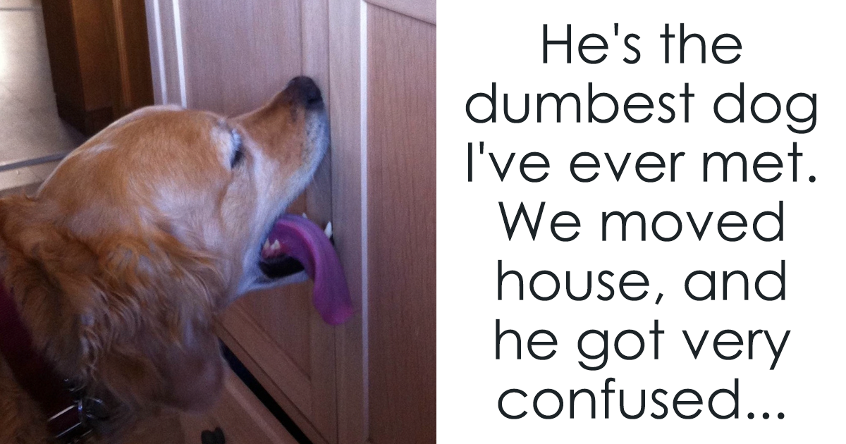 They have a dog don t they. Dog Door meme. Dog want to go out. Doorbell Dog meme. Father doesn't want a Dog.