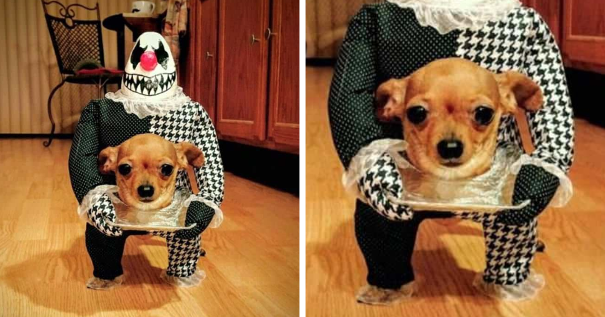 89 Terrifyingly Pawsome Halloween Costumes For Dogs.