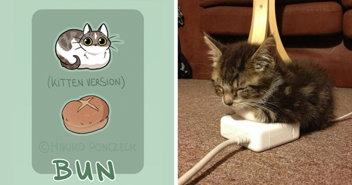 Кошка мени. Cat Loaf meme. Sad Cat Bread. Can your Cat играть. Cat meme Art.